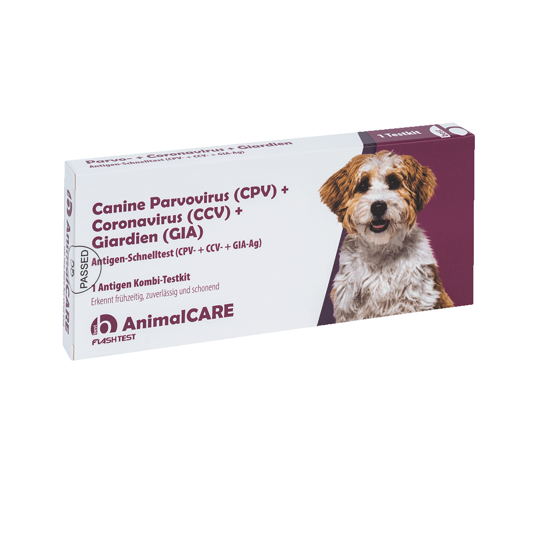 Canine Parvovirus (CPV) + Coronavirus (CCV) + Giardien (GIA) Antigen Kombi-Schnelltest – Bild 3