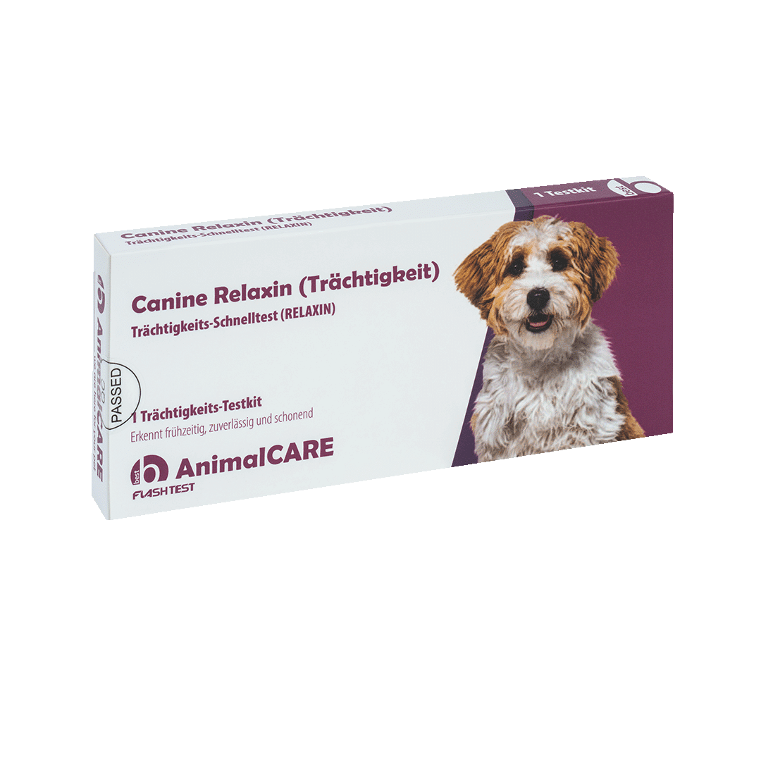 Canine Relaxin (Trächtigkeit) Trächtigkeits-Schnelltest – Bild 3