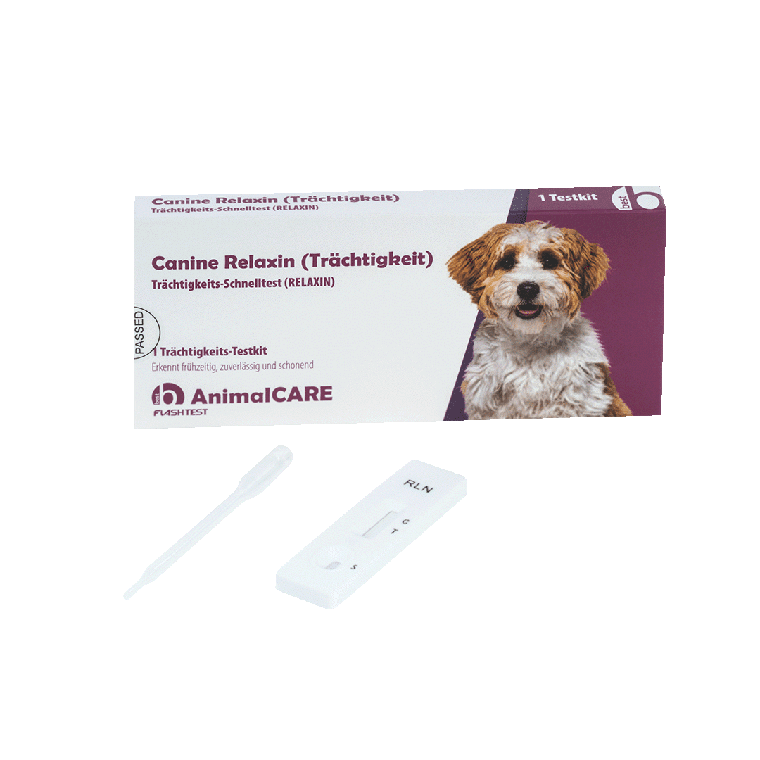Canine Relaxin (Trächtigkeit) Trächtigkeits-Schnelltest – Bild 5